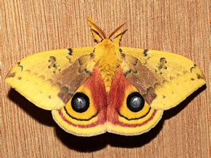 Moth Photographers Group – Automeris io – 7746