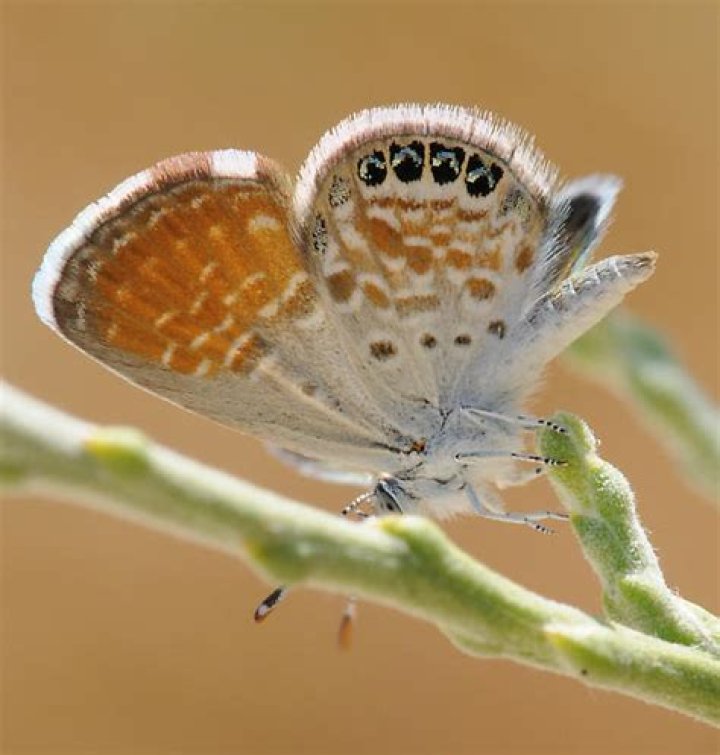 Moth Photographers Group – Brephidium exilis – 4353