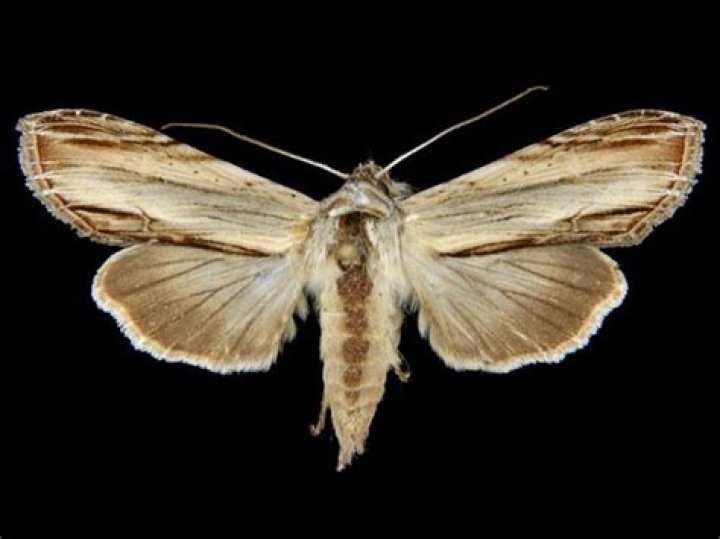 Moth Photographers Group – Cucullia convexipennis – 10202