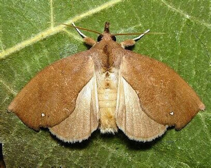 Moth Photographers Group – Goniapteryx servia – 8544