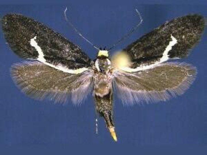 Moth Photographers Group – Polix coloradella – 1058