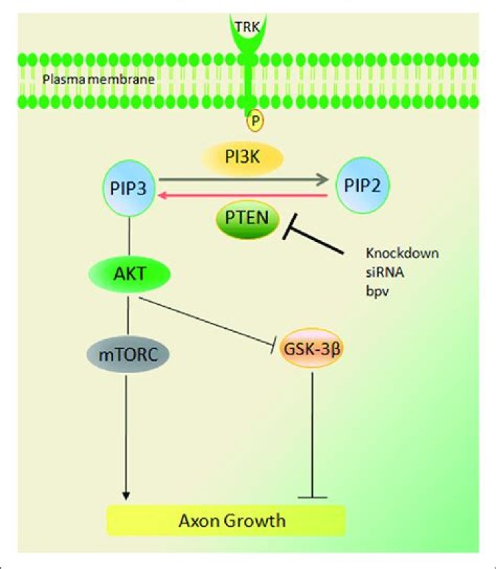 Phosphatase and Tensin Homolog Is a Potential Target for Ovarian Cancer Sensitization to Cytotoxic Agents - ePrints